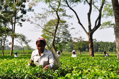Assam North East, India, Harvesting, Rural women workers are plucking tender tea shoots in tea gardens